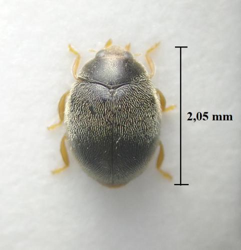 Réf. 253 104 : Scymnus auritus